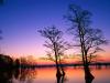 Bald Cypress Trees at Sunrise, Reelfoot National